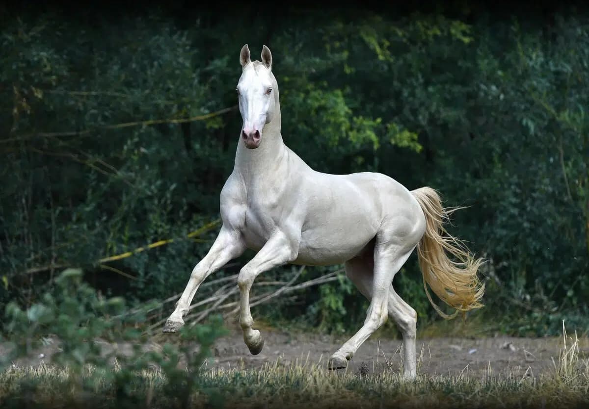 Akhal-Teke Horse Festival